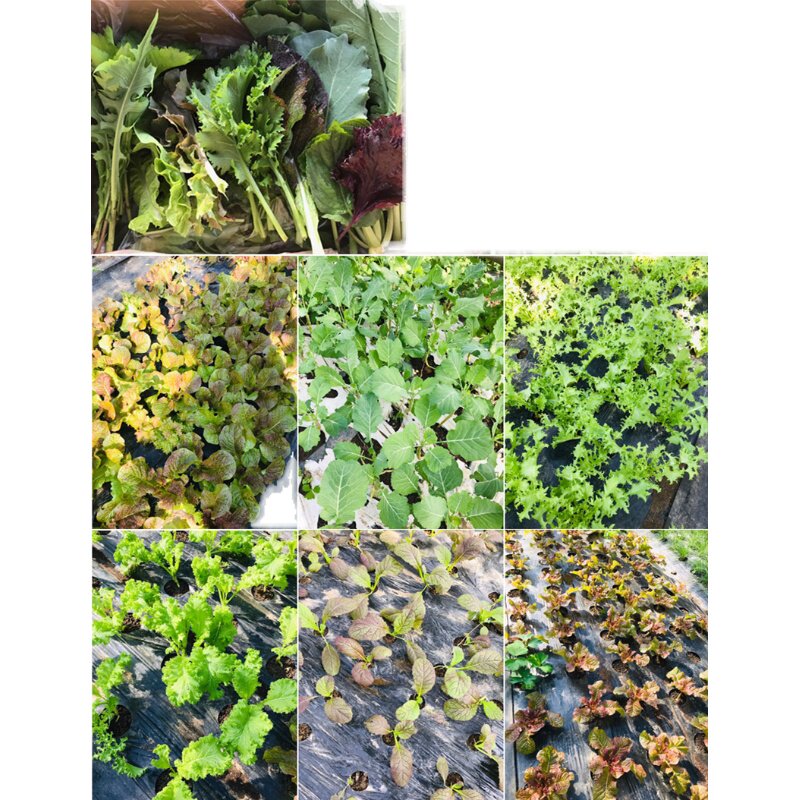 韩国烤肉生菜包饭叶