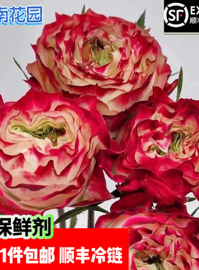 苹果杰克玫瑰云南基地顺丰冷链