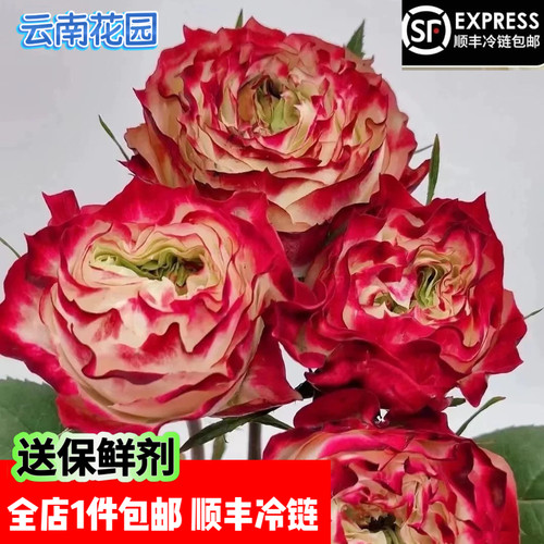 苹果杰克玫瑰云南基地顺丰冷链