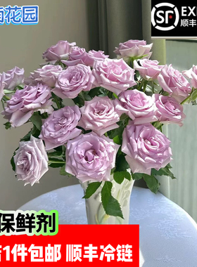 海洋之歌紫色小玫瑰开放度好紫色系温柔玫瑰顺丰冷链包邮鲜切花