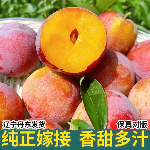 李子树苗嫁接西梅皇后