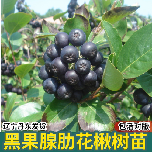 黑果花楸野樱莓树不老莓树