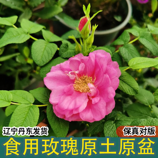 食用玫瑰花苗大马士革玫瑰平阴玫瑰月季花苗开花浓香陆地盆载植物