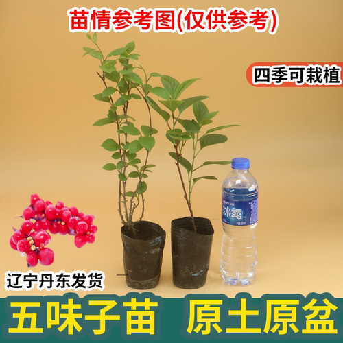 五味子苗名贵药材南北方种植