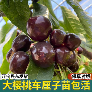 车厘子树苗樱桃树苖南方北方种植盆栽庭院果树矮化樱桃树大樱桃苗