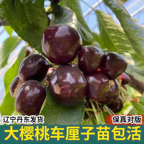 大樱桃车厘子南方北方种植