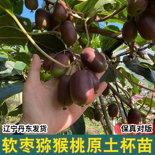 软枣猕猴桃苗软枣丹东果树海佳
