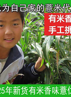 薏苡仁薏苡仁贵州五谷杂粮