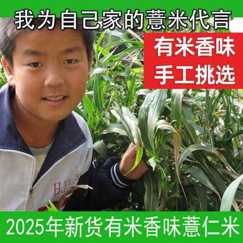 薏苡仁薏苡仁贵州五谷杂粮