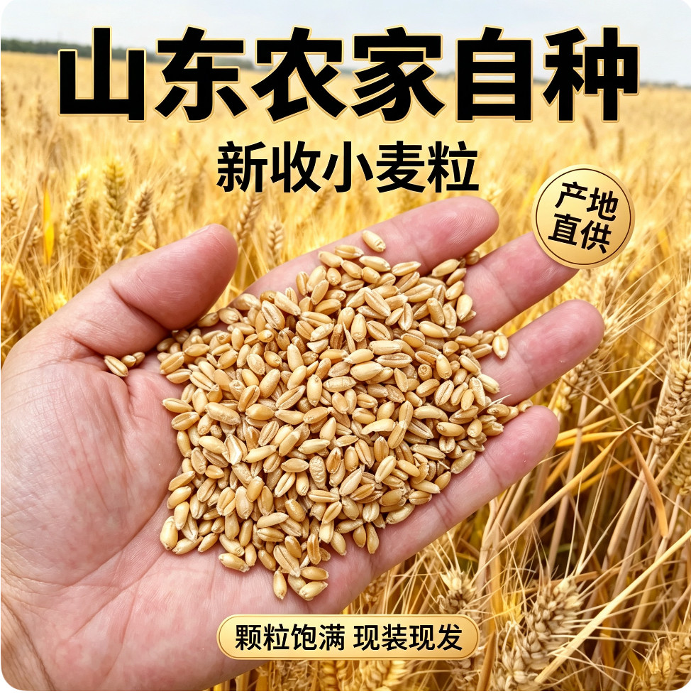 农家新鲜小麦粒完整带皮小麦家用磨面粉熬麦芽糖酿酒水杂粮原料