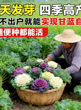 混色彩衣甘蓝种子羽衣甘蓝苗多年食用观赏紫色蔬菜种子四季种盆栽