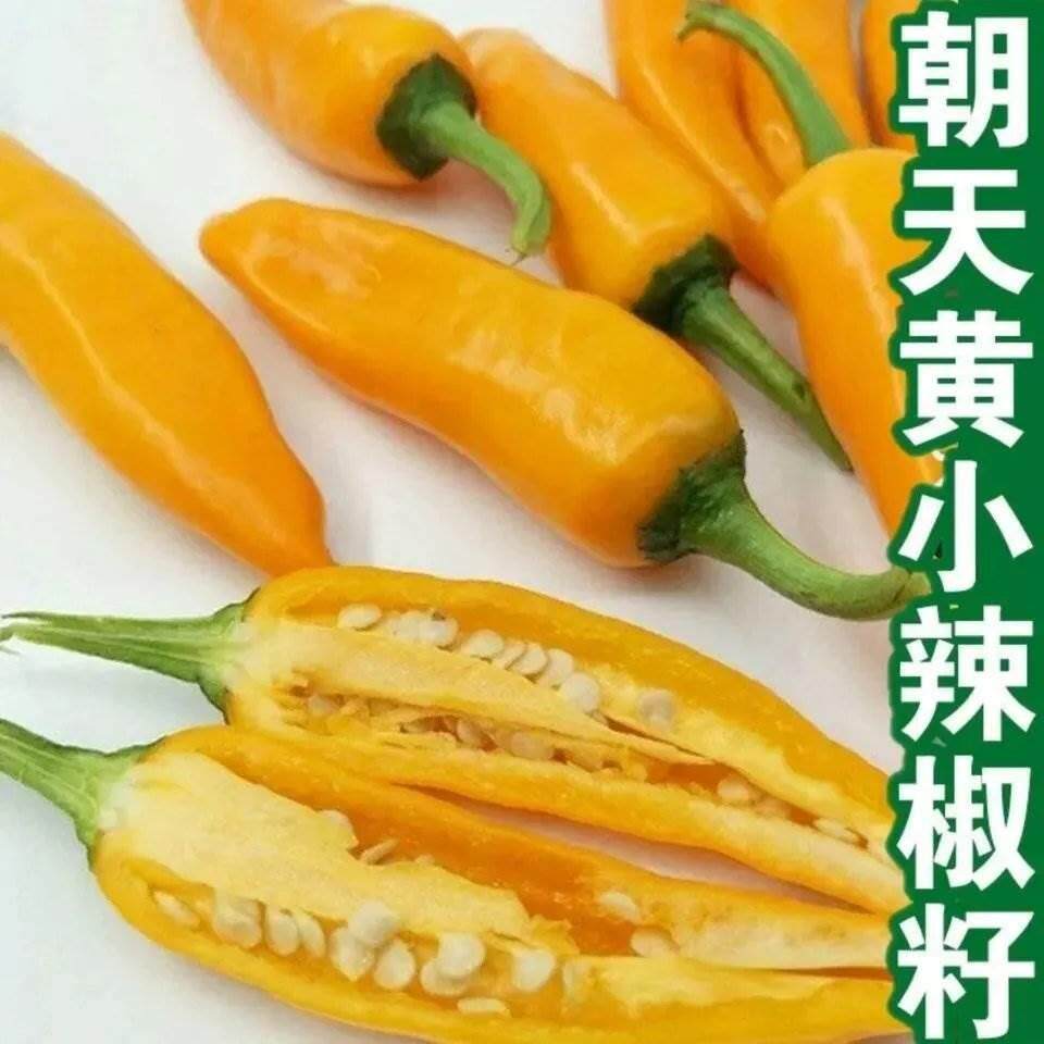 黄朝天椒种子特辣小米辣黄辣椒黄椒庭院农家大田四季辣椒种子大全