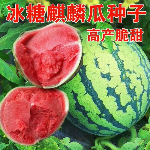 8424麒麟西瓜种孑无籽南方四季高产大果懒汉美都薄皮西瓜种子大全