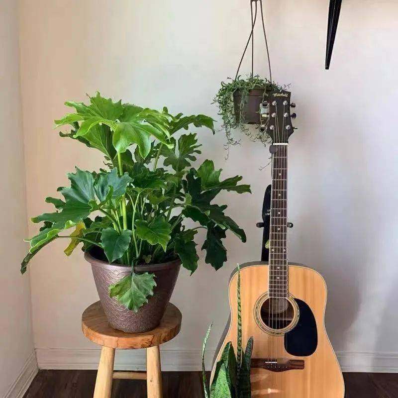 龙鳞春羽老桩大叶植物盆栽春羽植物室内净化空气水培土培花卉绿植