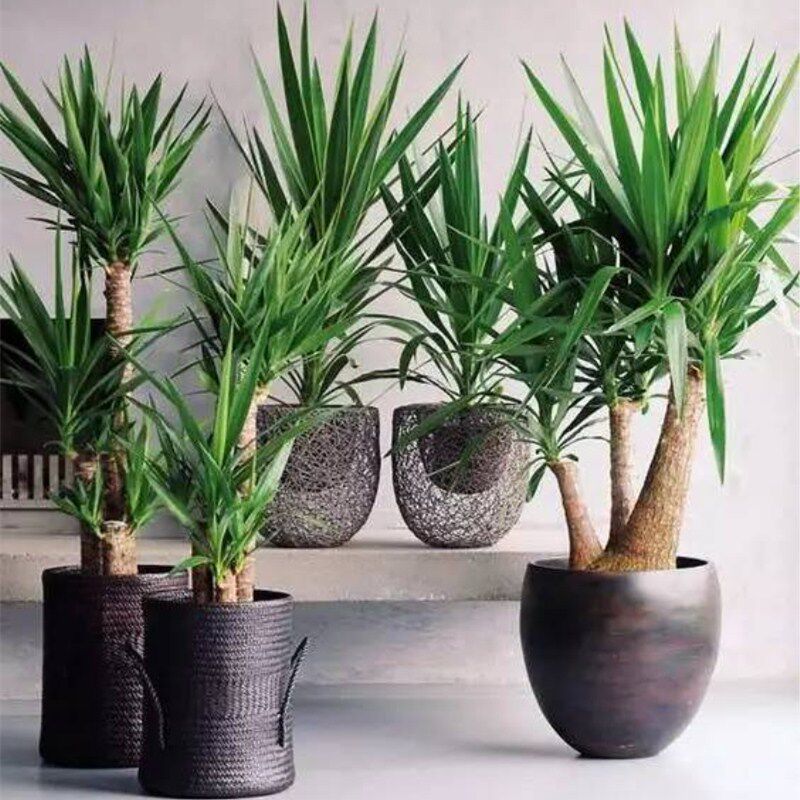 荷兰铁植物巨丝兰大型观叶植物四季常青净化空气耐旱包邮绿植盆栽