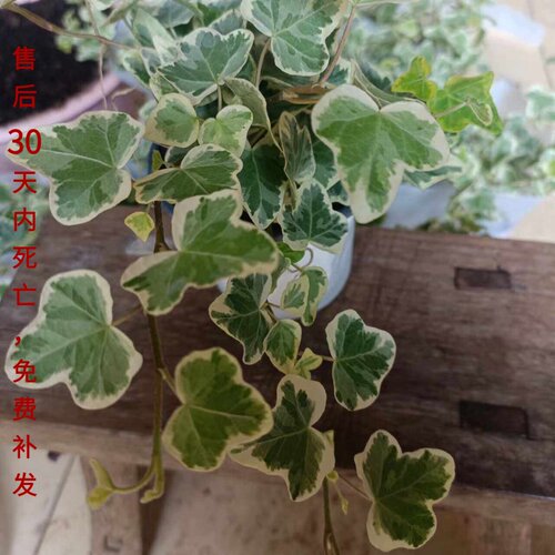 日系雪莹常春藤室内桌面观叶盆栽 白化叶片稀有人气网红 好养绿植