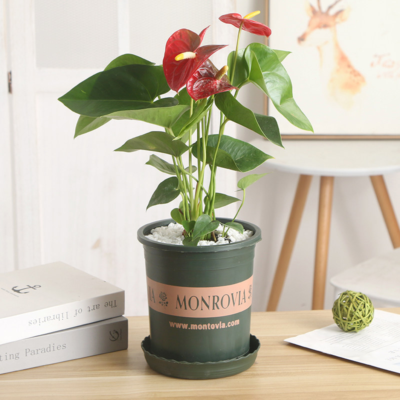 红掌大盆栽一帆风顺粉掌植物室内桌面水培土培植物室内盆栽花卉