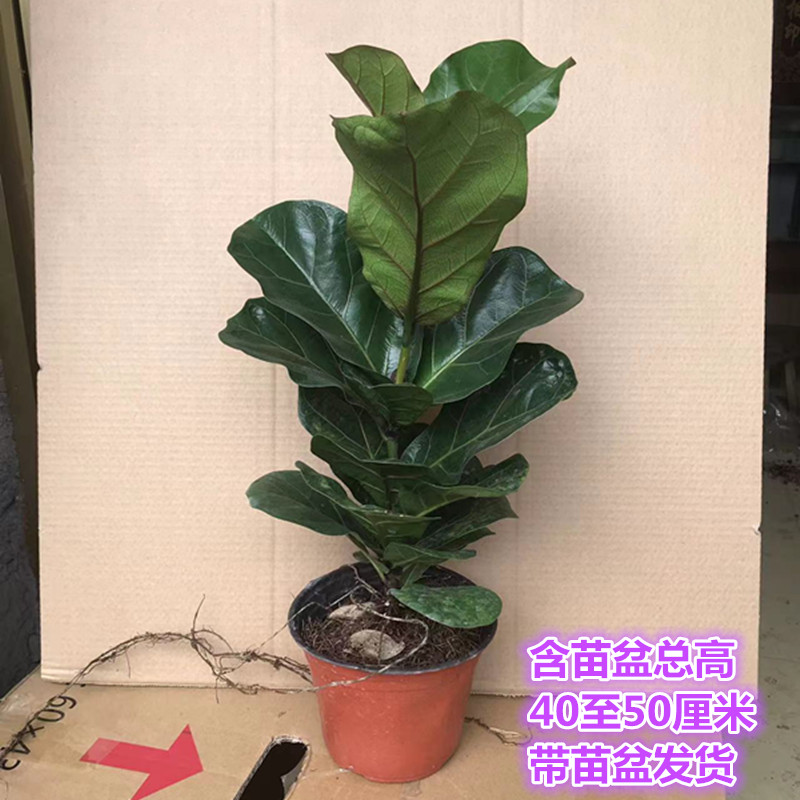 琴叶榕大盆栽客厅北欧大叶型植物棒棒糖型新趣味室内老桩观叶绿植