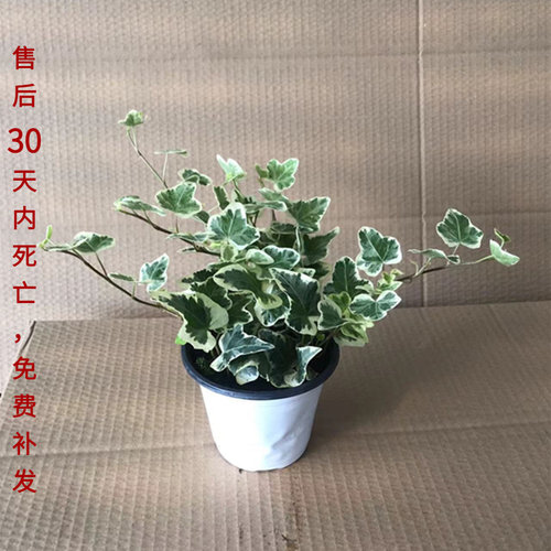 雪莹常春藤客厅庭院美观易养绿植