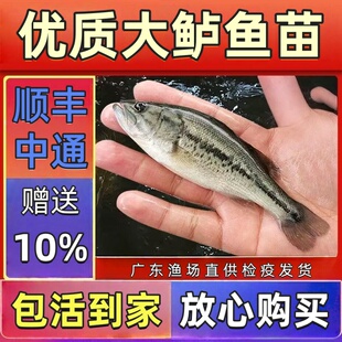特大优质鲈鱼苗活体包邮淡水养殖观赏鱼批发凶猛大口黑鲈食用路亚