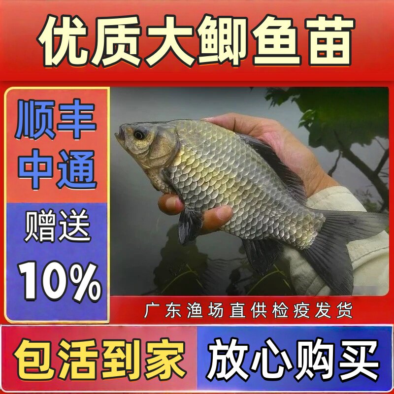 中科鲫鱼苗工程鲫少刺一年长2斤
