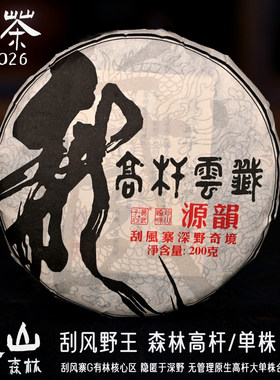 刮风寨野王易武森林高杆古树单株