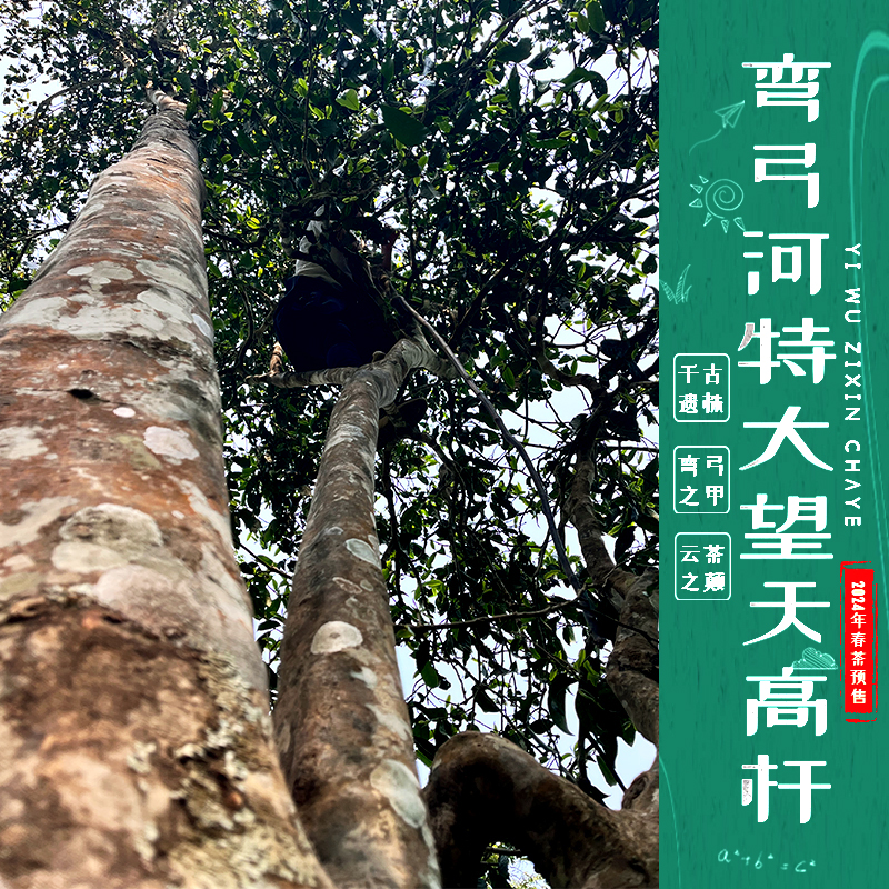 2024年头春茶仅3饼弯弓高杆古树茶 易武普洱茶生茶饼弯弓河大单株