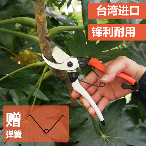 金苹果枝剪修枝剪剪刀采果剪葡萄修枝剪园艺剪树枝剪园林园艺工具