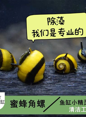 观赏蜜蜂角螺黄金螺洋葱螺苏拉橙黑金刚螺淡水观赏除藻工具螺精灵