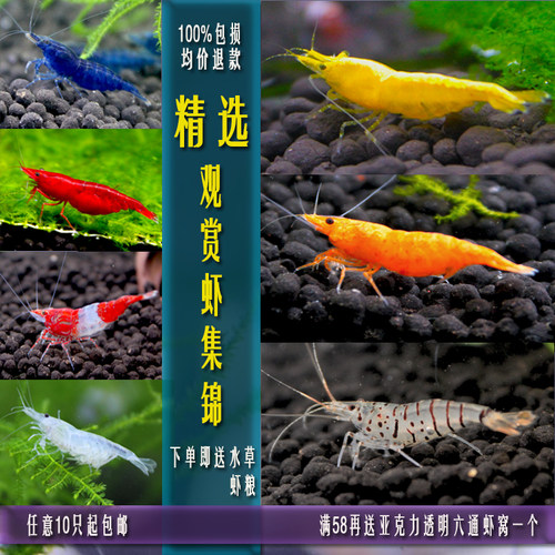 活体淡水虾富家添虾品质观赏虾