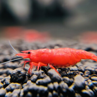 极火虾观赏虾淡水宠物虾樱花虾黑壳虾除藻虾红琉W璃米虾水晶虾