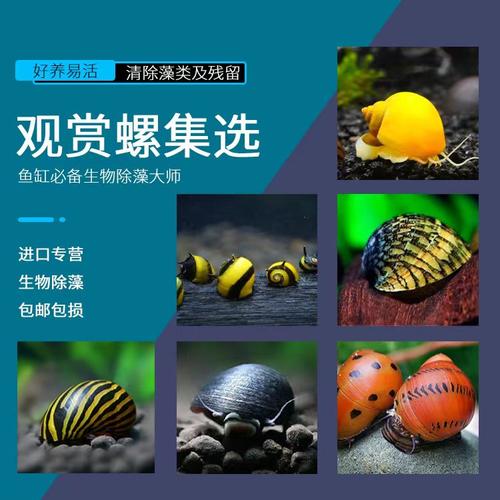 富家添虾绚烂多彩的观赏螺除藻