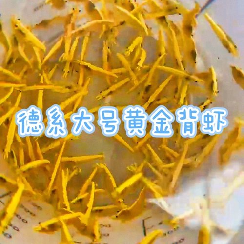 金背虾观赏虾米虾黄米虾德系大金背