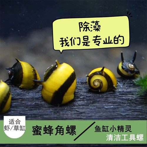 观赏蜜蜂角螺黄金螺洋葱螺苏拉橙黑金刚螺淡水观赏除藻工具螺