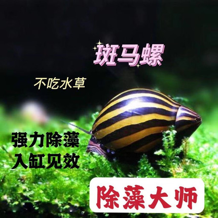 斑马螺工具螺清洁不吃水草除藻工具条纹螺黑金刚螺洋葱螺观赏螺