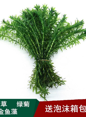 蜈蚣草活体阴性后景水草懒人好养净化水质鱼缸造景羽毛金鱼藻浮萍