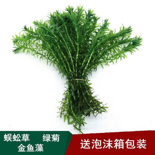 蜈蚣草活体阴性后景懒人好养净化