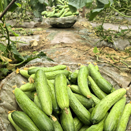 新鲜东北旱黄瓜水黄瓜生吃水果小黄瓜农家现摘速发蔬菜脆嫩黄瓜