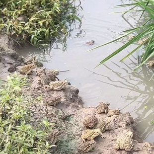 海蟾蜍宠物好养活标本制作