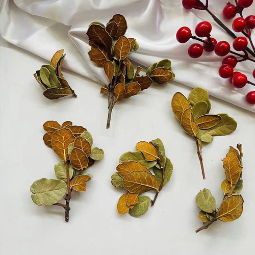 zakka野外天然复古拍照树叶旧树叶黄梨叶拍照背景落叶干花叶一包