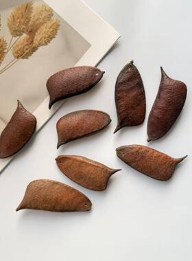 打孔音符豆荚苏木豆手工diy装饰植物果实 标本收藏相框装饰画干果