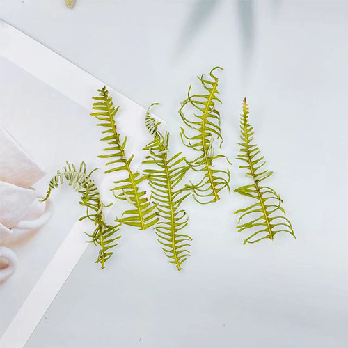 天然干芒萁叶厥叶叶羊干叶相框DIY材料包手工制作情人节礼物配叶