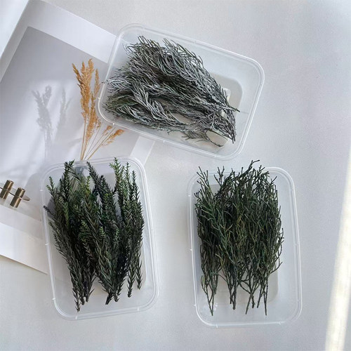 永生松柏少女松diy花材圣诞环配草鹿角松栢绿叶银色礼盒包装贺卡
