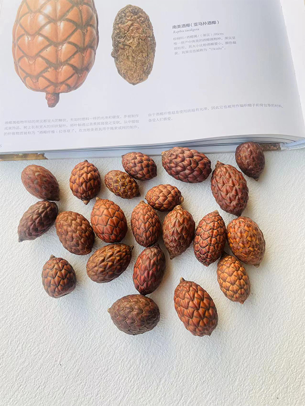 【酒椰果】棕榈科被有鳞片天然植物标本果子diy手工材料装龙鳞果