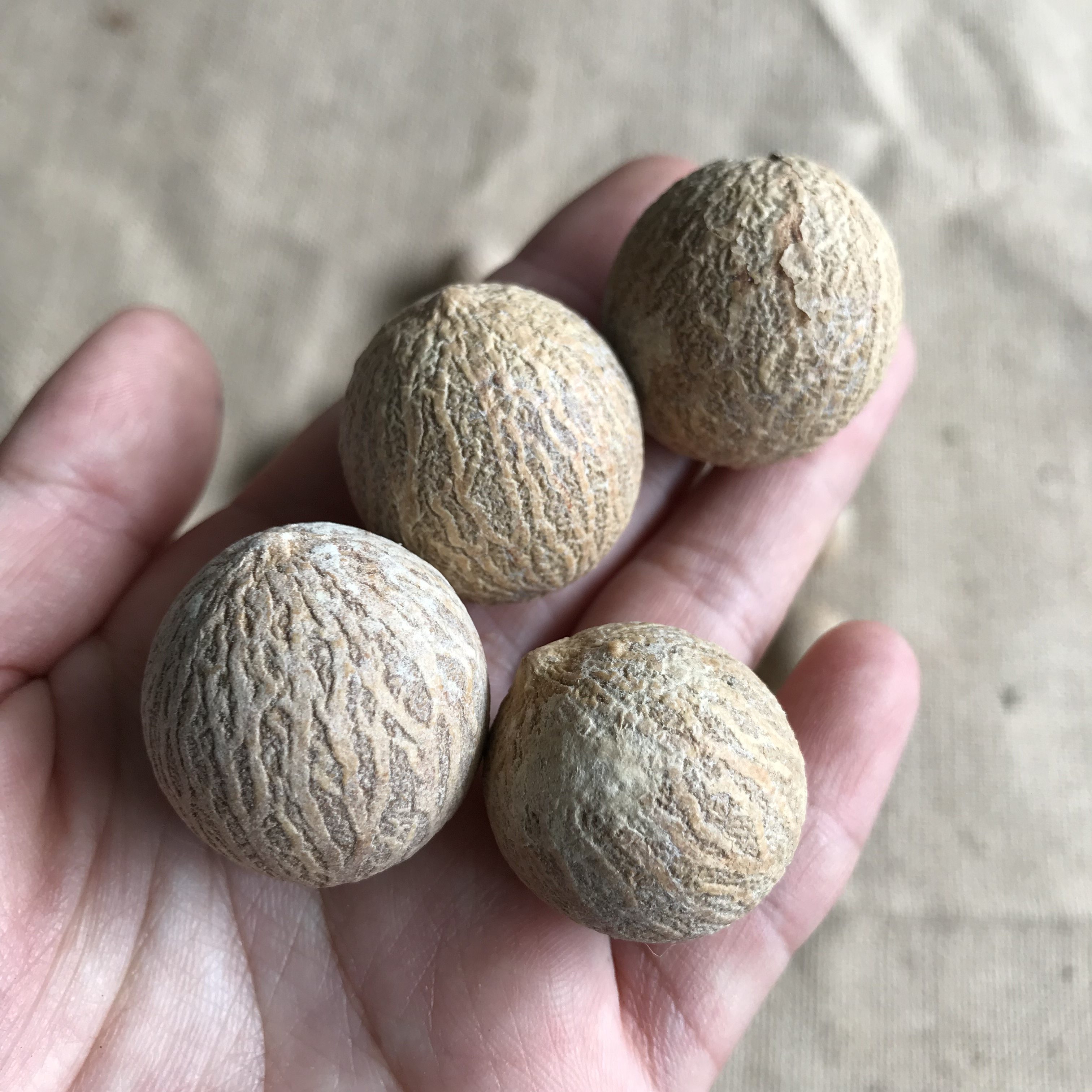 天然白玉菩提子原籽菩提根原料手串散珠 diy干花材料装饰摆件挂件