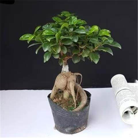 人参榕大小榕树台湾虎皮榕绿植盆栽花卉福建茶盆景办公室榆树