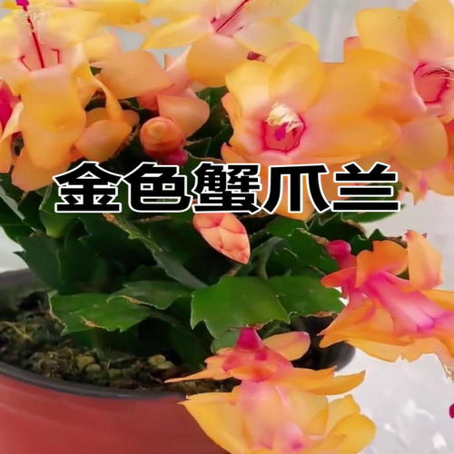 新品多色蟹爪兰四季好养阳台绿植