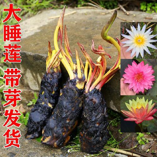 池塘睡莲花鱼缸睡莲根块带芽四季盆栽水培植物庭院大睡莲根苗好养