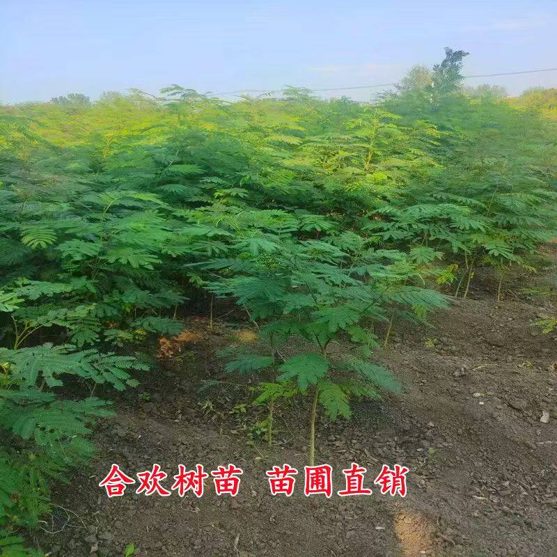 合欢绒花树苗庭院盆栽夏季开花