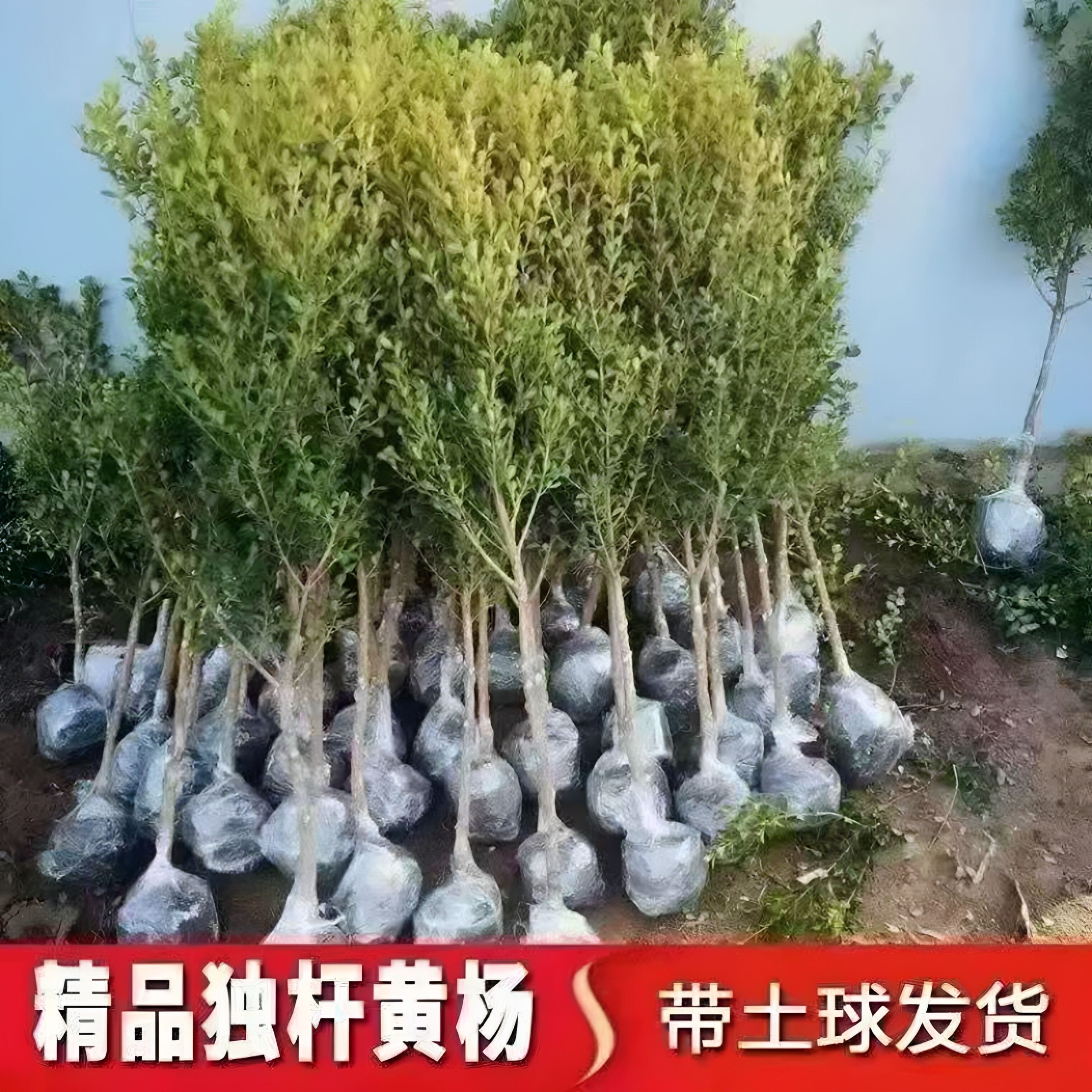 四季生长冬季叶子发红黄杨招财